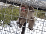 monkey20.jpg (10571 oCg)